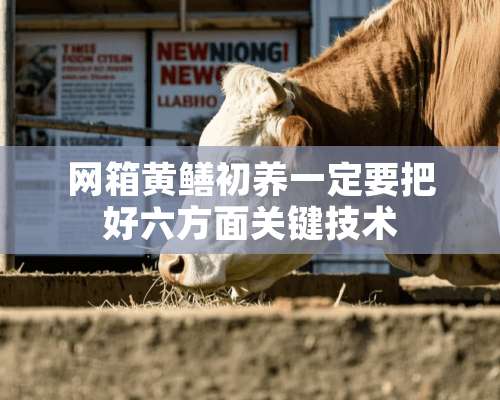 网箱黄鳝初养一定要把好六方面关键技术