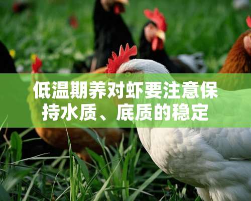 低温期养对虾要注意保持水质、底质的稳定