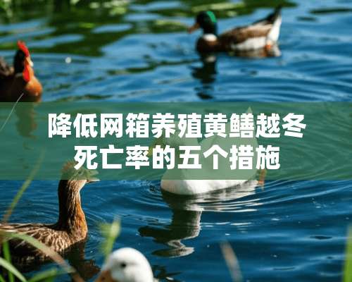 降低网箱养殖黄鳝越冬死亡率的五个措施