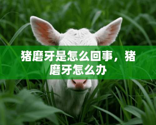 猪磨牙是怎么回事，猪磨牙怎么办