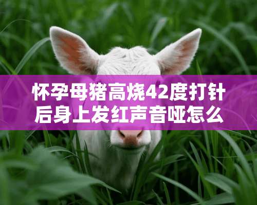 怀孕母猪高烧42度打针后身上发红声音哑怎么回事？