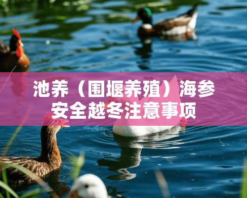 池养（围堰养殖）海参安全越冬注意事项