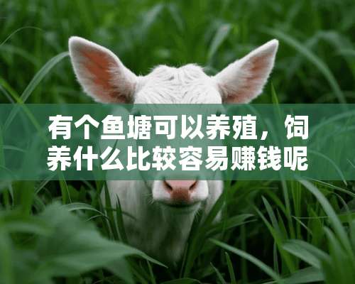 有个鱼塘可以养殖，饲养什么比较容易赚钱呢？