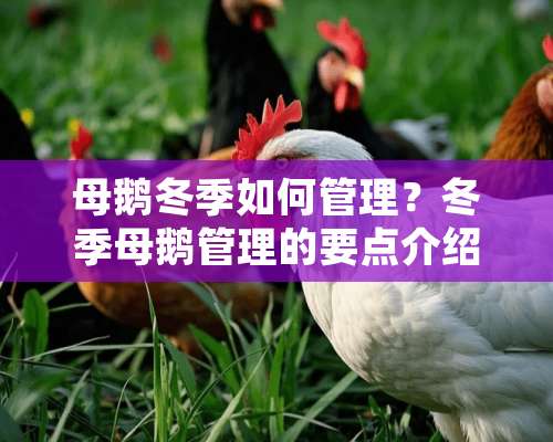 母鹅冬季如何管理？冬季母鹅管理的要点介绍（图）