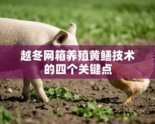 越冬网箱养殖黄鳝技术的四个关键点