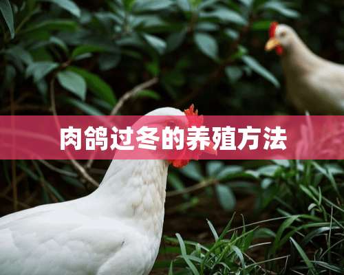 肉鸽过冬的养殖方法