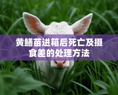 黄鳝苗进箱后死亡及摄食差的处理方法