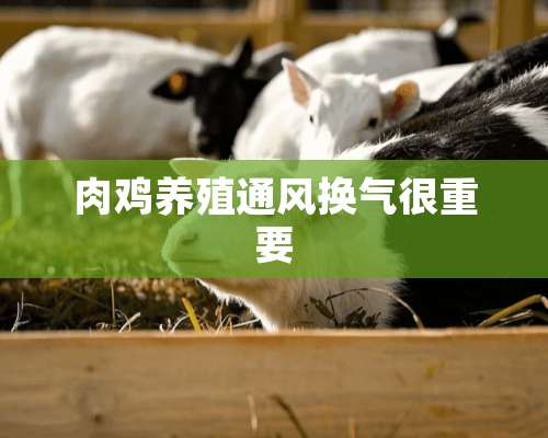 肉鸡养殖通风换气很重要