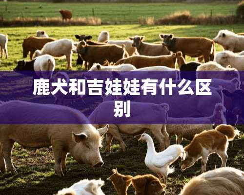 鹿犬和吉娃娃有什么区别