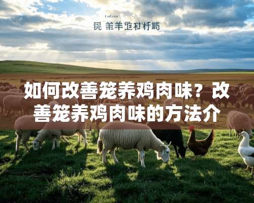 如何改善笼养鸡肉味？改善笼养鸡肉味的方法介绍