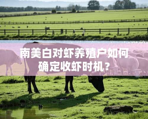 南美白对虾养殖户如何确定收虾时机？