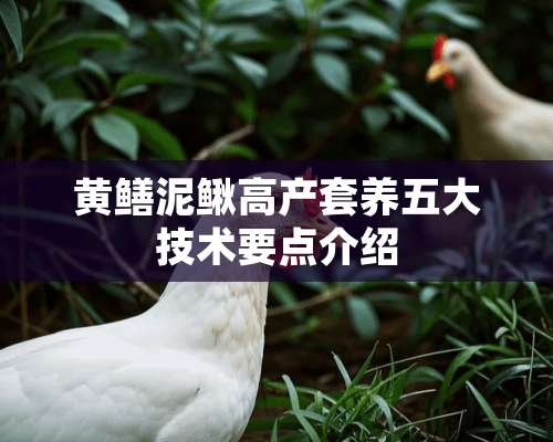 黄鳝泥鳅高产套养五大技术要点介绍