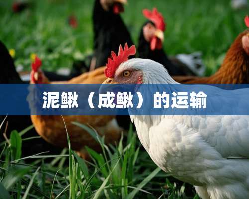 泥鳅（成鳅）的运输