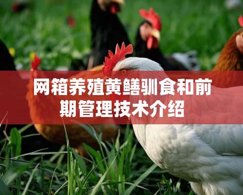 网箱养殖黄鳝驯食和前期管理技术介绍