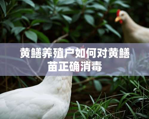 黄鳝养殖户如何对黄鳝苗正确消毒