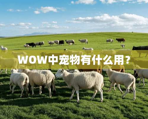 WOW中宠物有什么用？