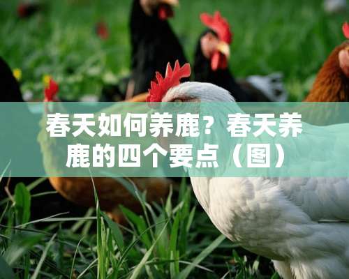 春天如何养鹿？春天养鹿的四个要点（图）