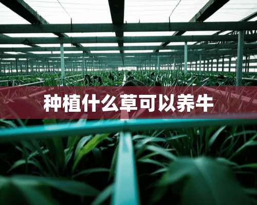 种植什么草可以养牛