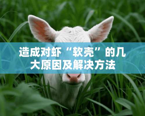 造成对虾“软壳”的几大原因及解决方法