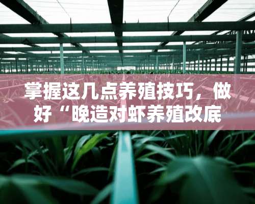 掌握这几点养殖技巧，做好“晚造对虾养殖改底”，