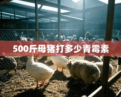 500斤母猪打多少青霉素