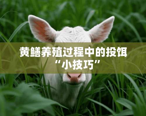 黄鳝养殖过程中的投饵“小技巧”