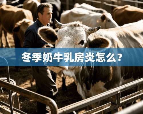 冬季奶牛*房炎怎么？