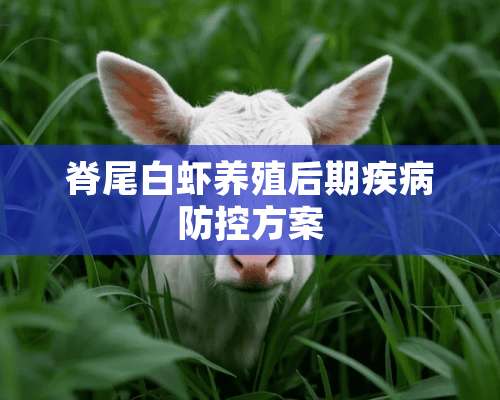 脊尾白虾养殖后期疾病防控方案