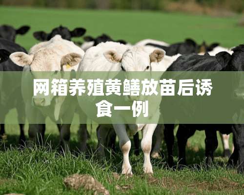 网箱养殖黄鳝放苗后诱食一例