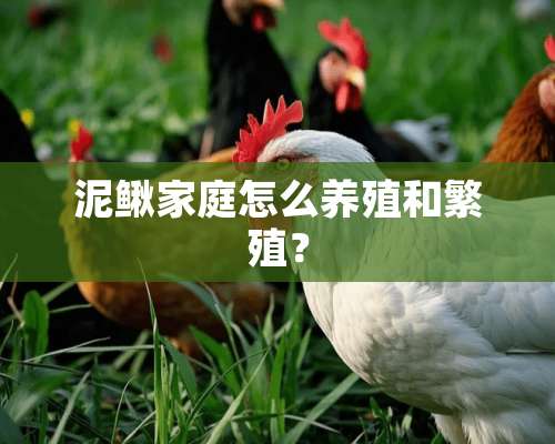 泥鳅家庭怎么养殖和繁殖？