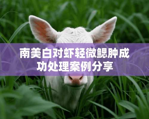 南美白对虾轻微鳃肿成功处理案例分享