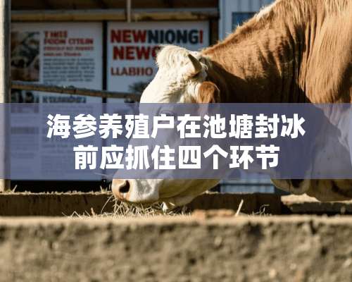 海参养殖户在池塘封冰前应抓住四个环节