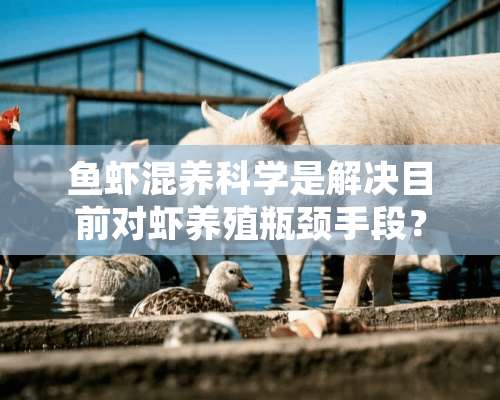 鱼虾混养科学是解决目前对虾养殖瓶颈手段？