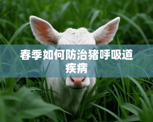 春季如何防治猪呼吸道疾病