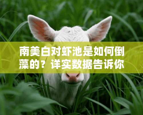 南美白对虾池是如何倒藻的？详实数据告诉你