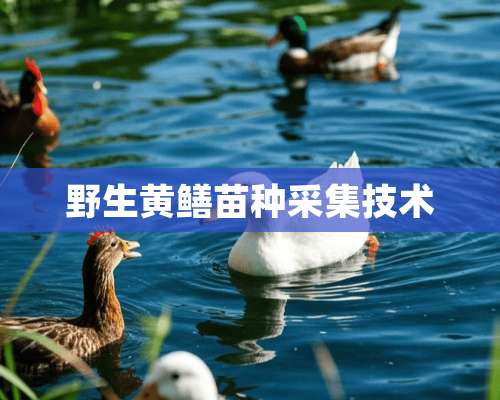 野生黄鳝苗种采集技术