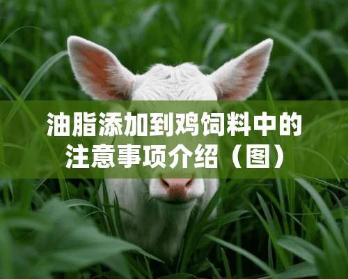 油脂添加到鸡饲料中的注意事项介绍（图）