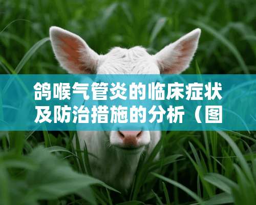 鸽喉气管炎的临床症状及防治措施的分析（图）