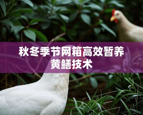 秋冬季节网箱高效暂养黄鳝技术