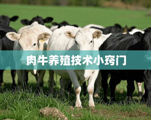 肉牛养殖技术小窍门