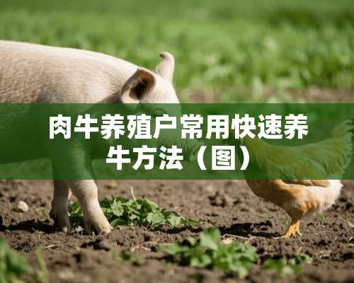 肉牛养殖户常用快速养牛方法（图）