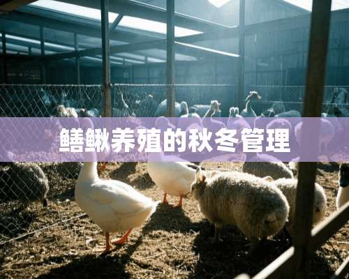 鳝鳅养殖的秋冬管理