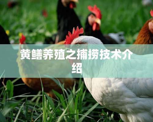 黄鳝养殖之捕捞技术介绍