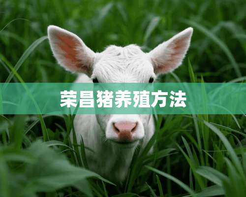 荣昌猪养殖方法