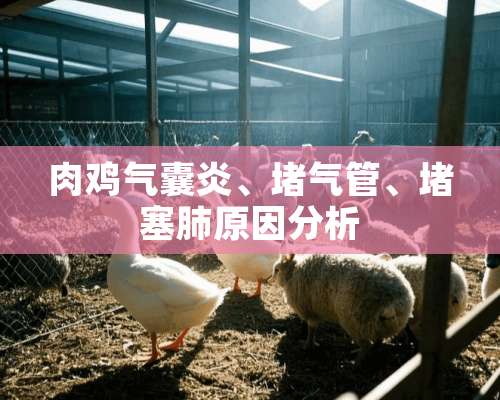 肉鸡气囊炎、堵气管、堵塞肺原因分析