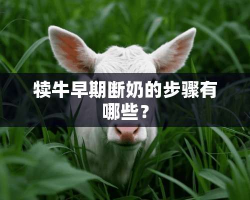 犊牛早期断奶的步骤有哪些？