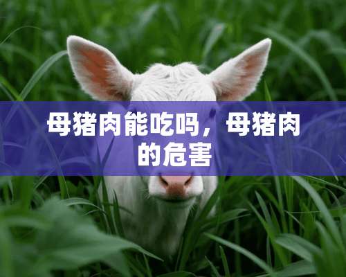 母猪肉能吃吗，母猪肉的危害