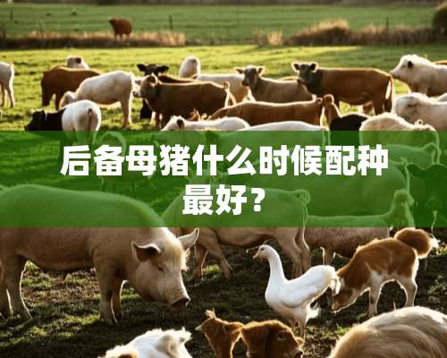 后备母猪什么时候配种最好？