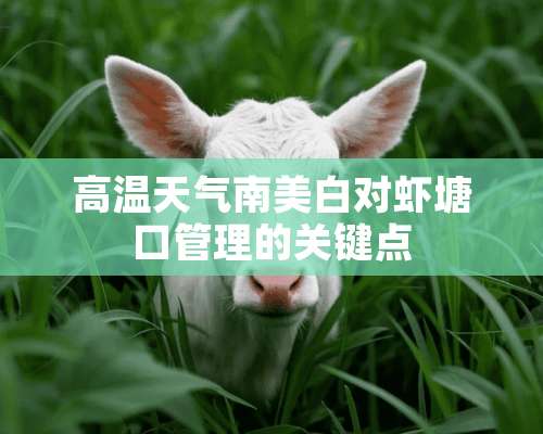 高温天气南美白对虾塘口管理的关键点