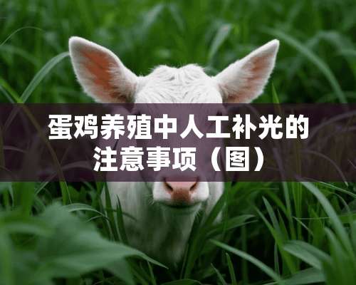 蛋鸡养殖中人工补光的注意事项（图）